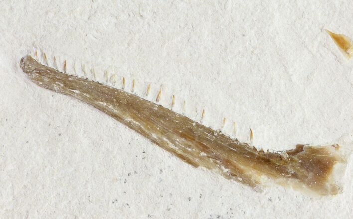 Fossil Fish Jaw - Solnhofen Limestone, Germany #89499